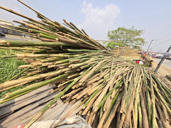 Bamboo - Image 5