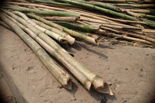 Bamboo - Image 2